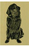 Newfoundland