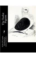 Turbit Pigeon