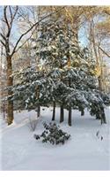 Winter Weather Journal Sun Shadows Evergreen