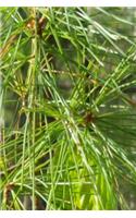 Spring Evergreen Pine Needles Journal: (Notebook, Diary, Blank Book)