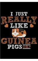 I Just Really Like Guinea Pigs Ok?