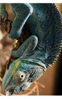Panther Chameleon in a Tree Journal