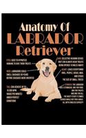 Anatomy of Labrador Retriever