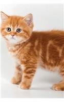 British Kitten February Notebook, Diary, Journal. Productivity Work Planner & Idea Notepad