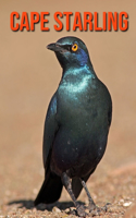 Cape Starling: Amazing Facts about Cape Starling