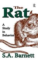 Rat