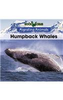 Humpback Whales