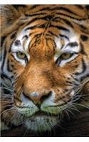Tiger's Eyes Notebook: (25 Wildlife 150 Lined)