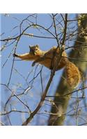 Relaxed Squirrel 8.5"x11" composition notebook 200 college ruled pages