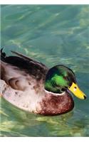 Handsome Mallard Duck Swimming on the Lake Water Bird Journal: 150 Page Lined Notebook/Diary