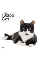 Tuxedo Cats 2019 Square Wall Calendar