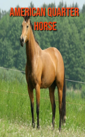American Quarter Horse