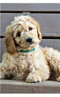 Simply Darling Goldendoodle Puppy Designer Dog Pet Journal: 150 Page Lined Notebook/Diary