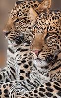 Leopard & Big Cat Lovers Gift For Girls, Boys, Women & Men