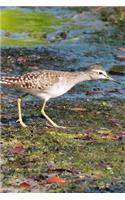 Pectoral Sandpiper Bird Journal (Calidris Melanotos): 150 Page Lined Notebook/Diary