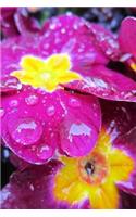 Primrose Flowers Covered in Rain Drops Journal: Take Notes, Write Down Memories in this 150 Page Lined Journal