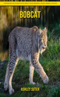 Bobcat