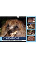 My Hedgehogs - Nocturnal Visitors in the Garden 2017