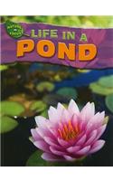 Life in a Pond