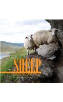 Sheep Calendar 2017: 16 Month Calendar