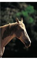 Equine Journal Old Pinto: (Notebook, Diary, Blank Book)(Horse Photo Journals Notebooks Diaries)