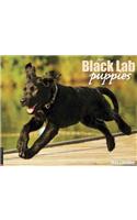 Just Black Lab Puppies Calendar