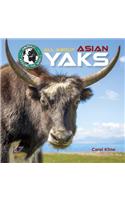 All about Asian Yaks