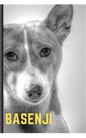 basenji
