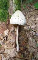 2020 Weekly Planner Forest Mushroom Tree Base 134 Pages