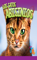 Los Gatos Abisinios