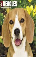 Just Beagles 2018 Wall Calendar (Dog Breed Calendar)