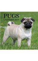 Pugs Calendar 2019: 16 Month Calendar