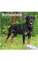 Rottweilers 2019 Square