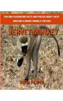 Vervet Monkey