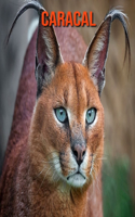 Caracal: Beautiful Pictures & Interesting Facts Children Book About Caracal