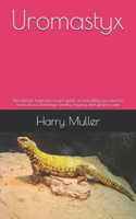 Uromastyx