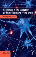 Receptors in the Evolution and Development of the Brain