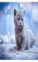 My Cat Diary
