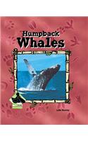 Humpback Whales