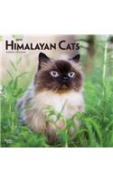 Himalayan Cats 2019 Square Wall Calendar