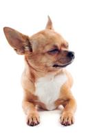Chihuahua March Notebook & Journal. Productivity Work Planner & Idea Notepad