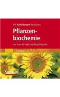 Die Abbildungen Des Buches 