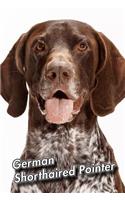 German Shorthaired Pointer