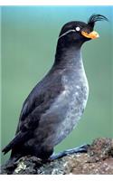 Crested Auklet Bird Journal