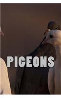 Pigeons