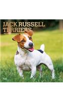 Jack Russell Terriers 2021 Square Foil