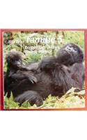 Familie 5 Berggorillas in Den Virunga-Waldern