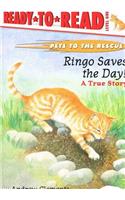 Ringo Saves the Day