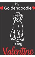 My Goldendoodle is my Valentine