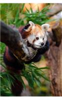 A Red Panda Hanging on a Branch Journal